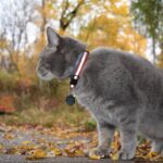 cat outside with cat collar