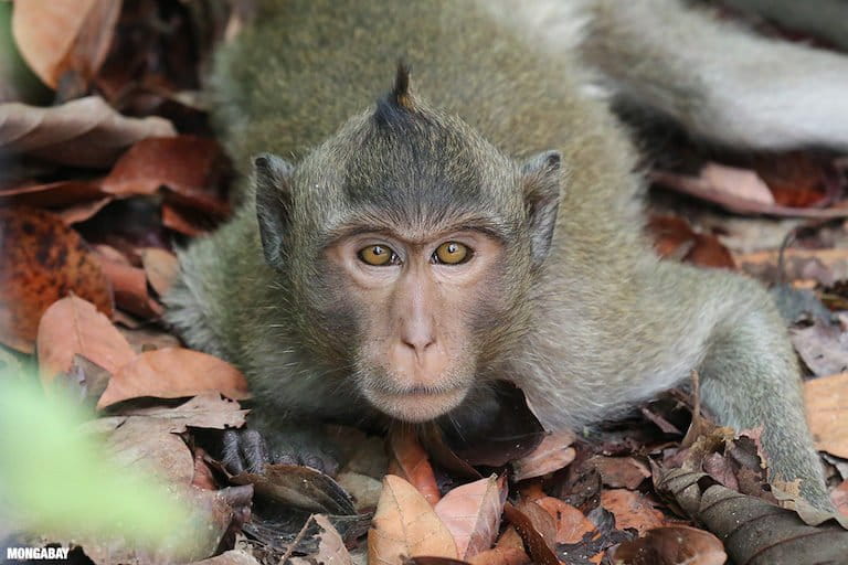 Er zijn meer dan 100 soorten dieren in het wild geregistreerd in het Maju-woud, en zes – voornamelijk vogels – zijn van belang voor het behoud, waaronder de strokopbuulbuul, de buffy visuil, de veranderlijke havikarend, het oosterse eksterroodborstje, de bamboevleermuis en de langstaartmakaak (foto). Afbeelding door y Rhett A. Butler/Mongabay.