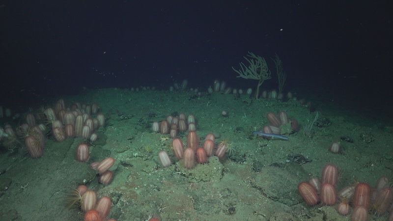 Cactus-egels in de buurt van een onderzeese berg