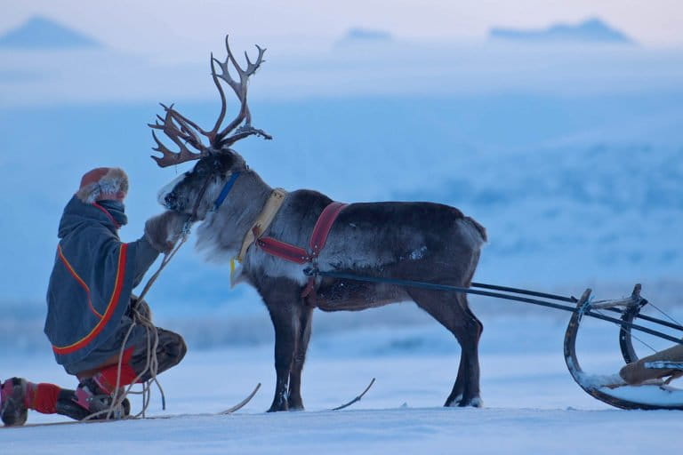 Een lid van de inheemse Sámi-bevolking hoedt een rendier in Zweden.
