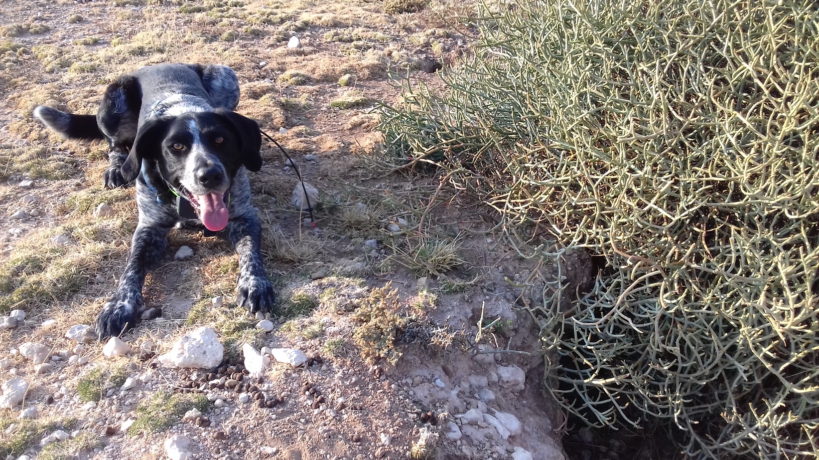 Dougal wacht naast een hol tijdens een zoektocht naar tekenen van zwartvoetkatten in de Karoo in Zuid-Afrika. Afbeelding met dank aan Veer Bills.