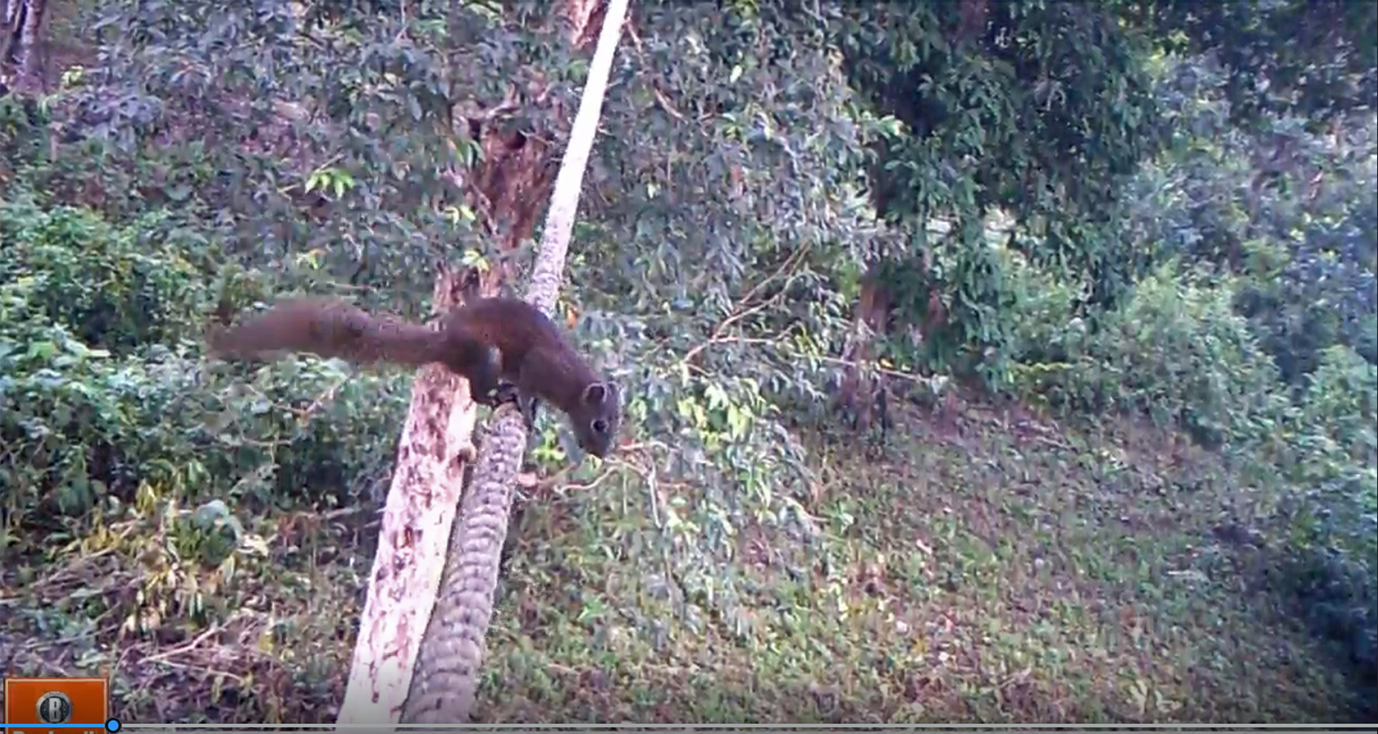 Een eekhoorn die een luifelbrug met één touw gebruikt in het Satchari National Park. Afbeelding met dank aan Hassan Al Razi.