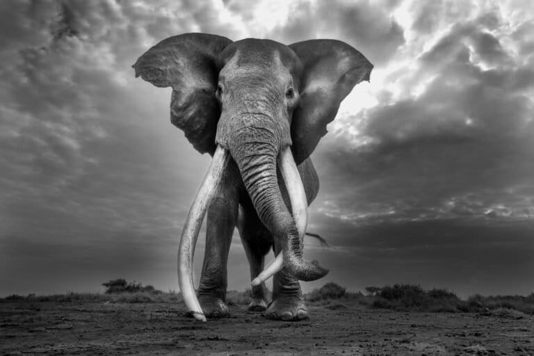 Craig, de supertusker-olifant, in Kenia. Foto door Cristina Mittermeier