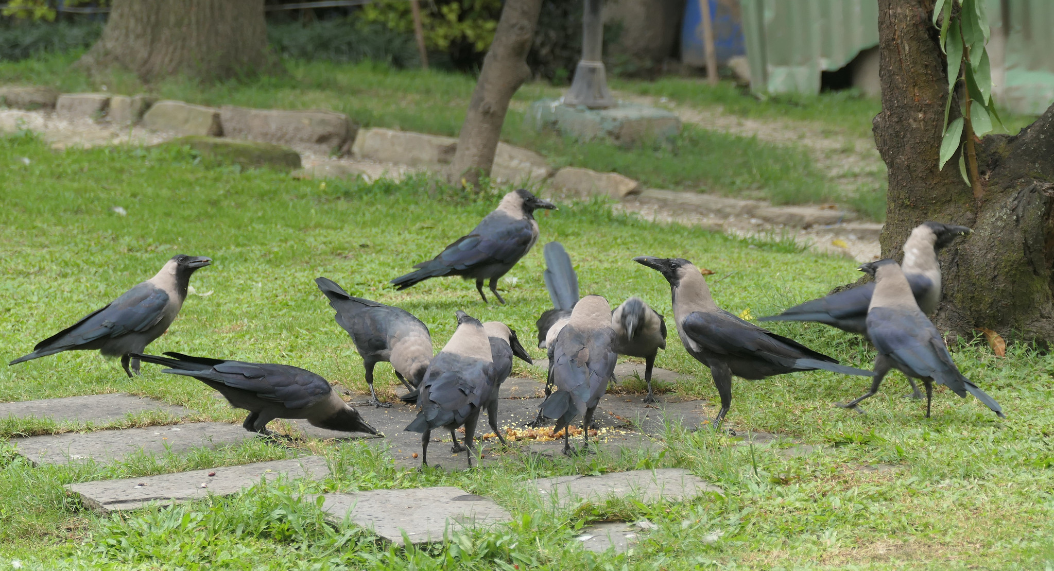 Huiskraai (Corvus splendens)