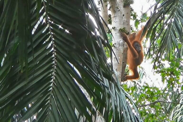 Nu haar leefgebied is vernietigd, zit deze vrouwelijke Sumatraanse orang-oetan gevangen in een palmolieplantagegebied in Langkat. 