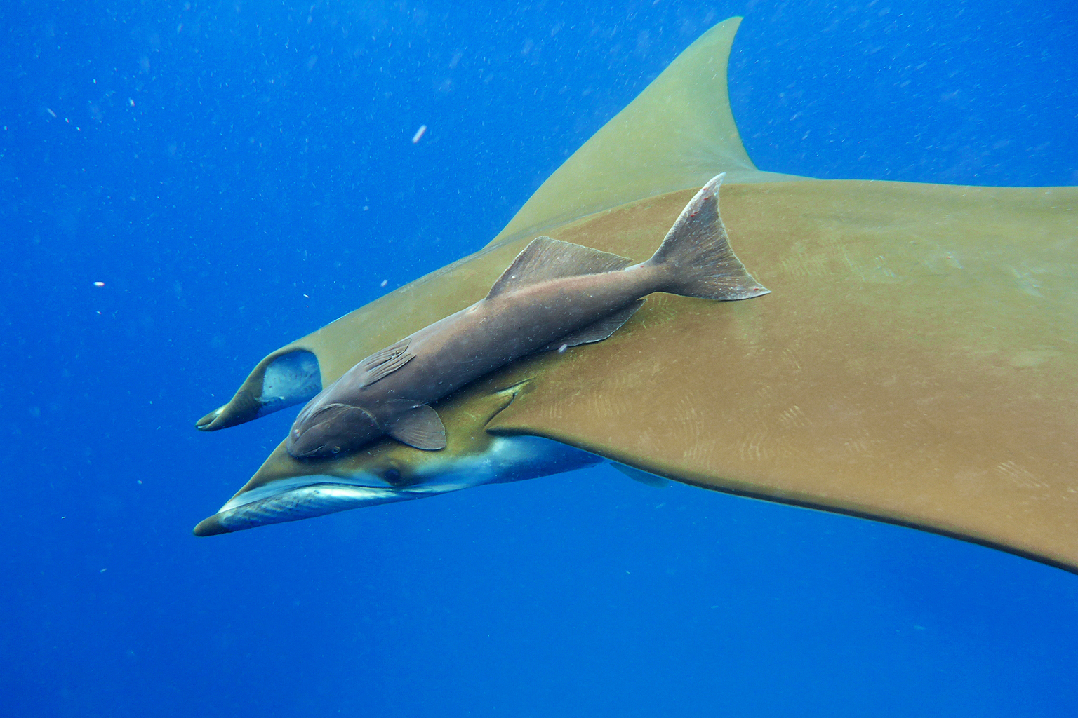 De ernstig bedreigde sikkelvinduivelrog (Mobula tarapacana).