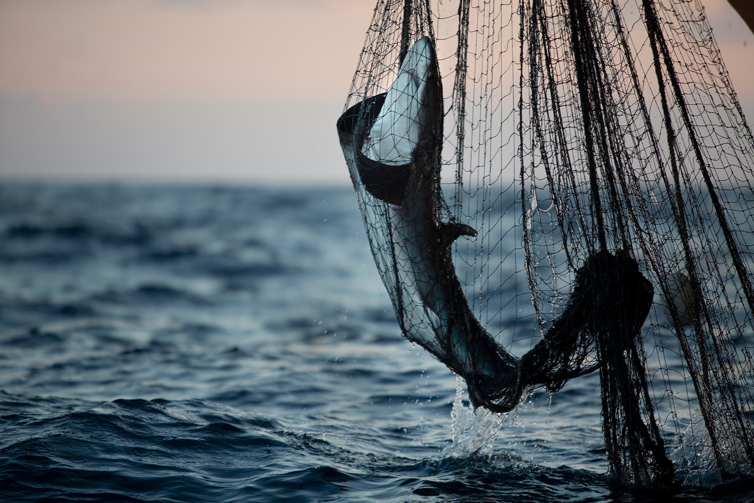 Een haai als bijvangst wordt binnengehaald door de bemanning aan boord van een schip dat op tonijn vist in de noordelijke Indische Oceaan. Afbeelding © Abbie Trayler-Smith/Greenpeace.