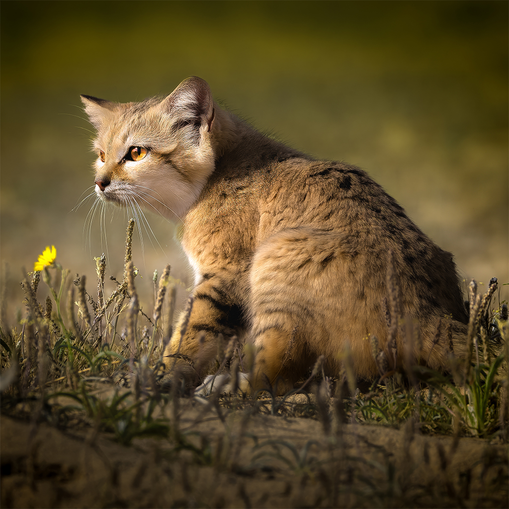 Een zandkat gefotografeerd in Koeweit.
