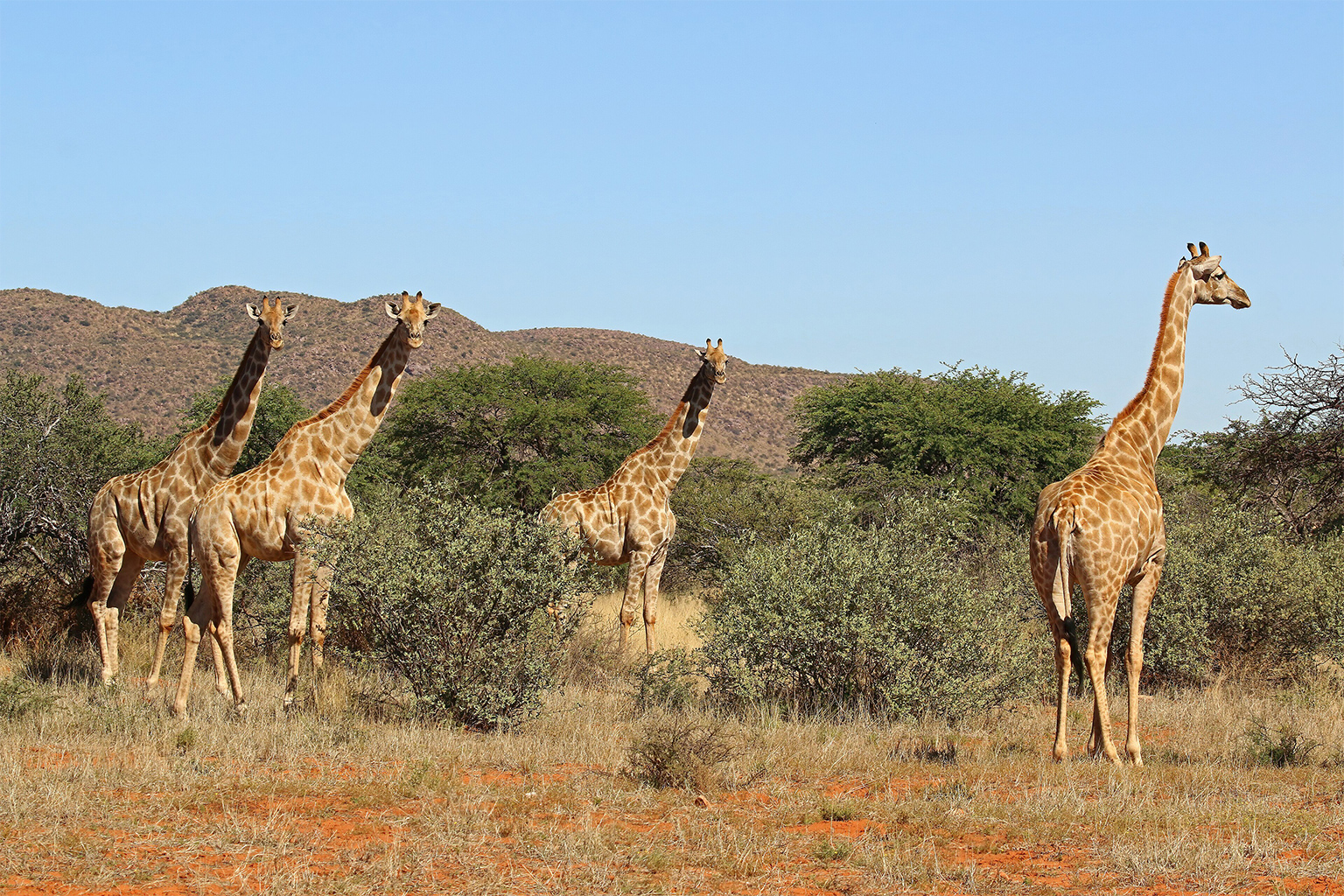 Vrouwelijke giraffen (Giraffa camelopardalis), Tswalu Kalahari Reserve, Zuid-Afrika.