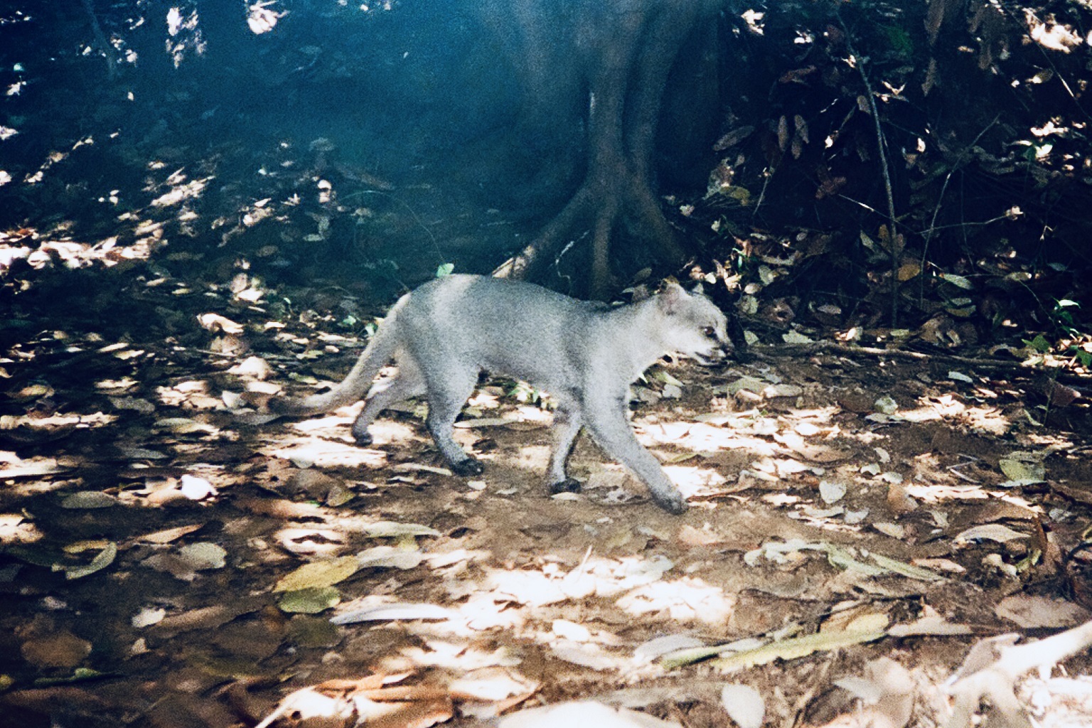 Een afbeelding van een jaguarundi vastgelegd met een cameraval. Veel van wat bekend is over het verspreidingsgebied van deze kat is afkomstig van 'bijvangst': afbeeldingen die zijn gemaakt tijdens onderzoek naar andere soorten.