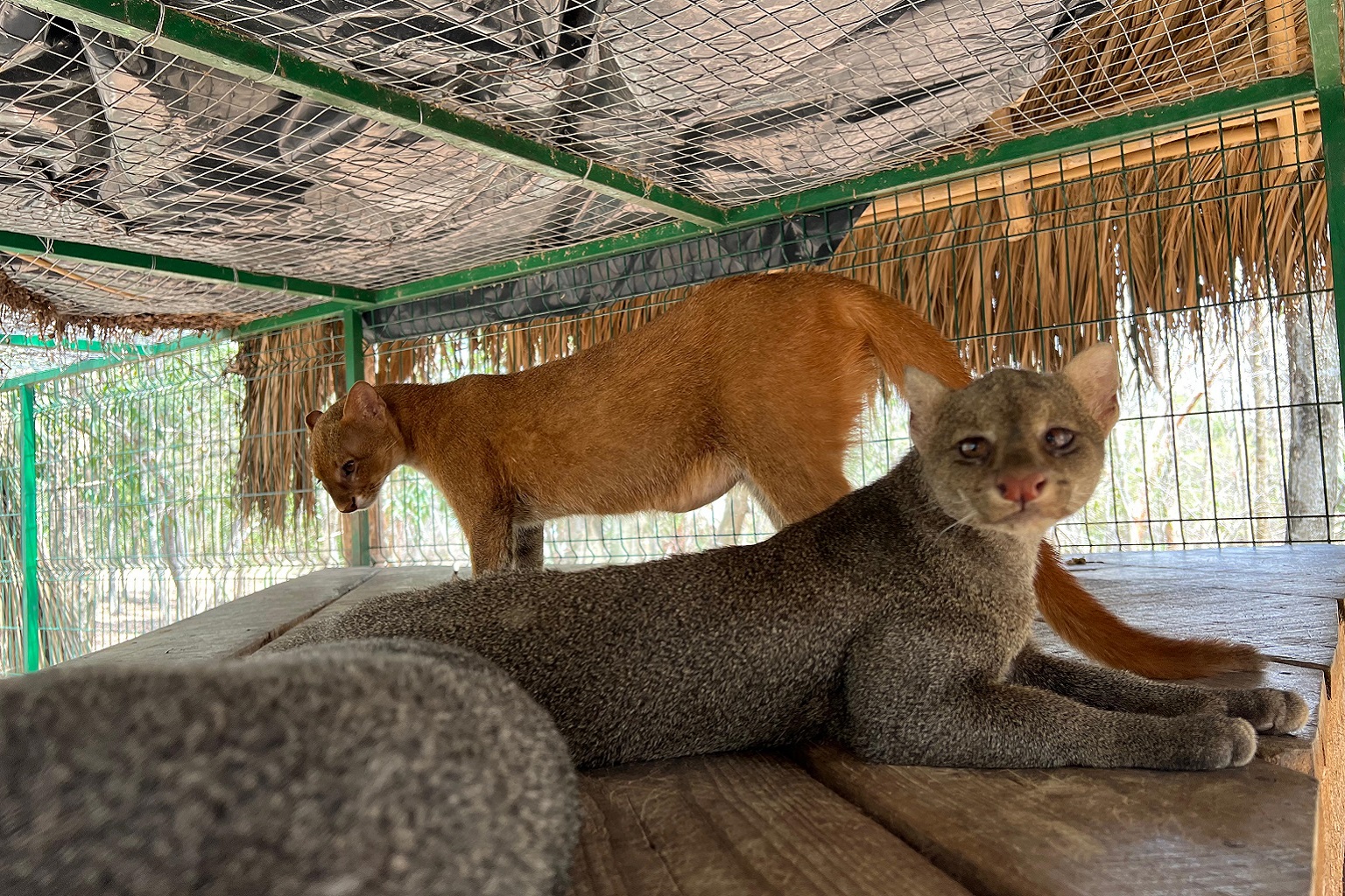 Een geredde jaguarundi in Mexico.