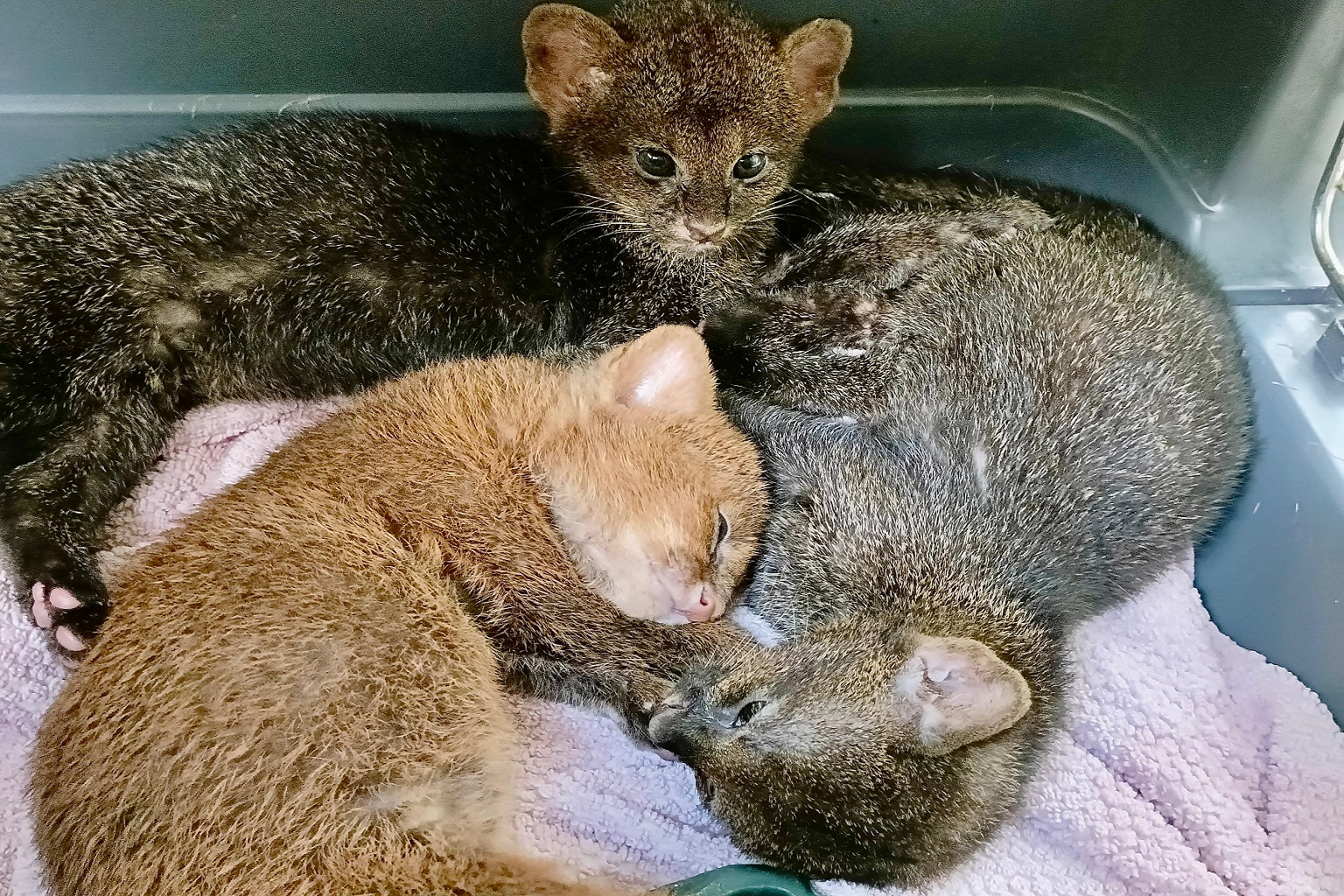 Verweesde jaguarundi-kittens in een revalidatiecentrum in Mexico. Net als andere kleine katten worden jaguarundi's bedreigd door wilde en gedomesticeerde honden en verkeersdoden.