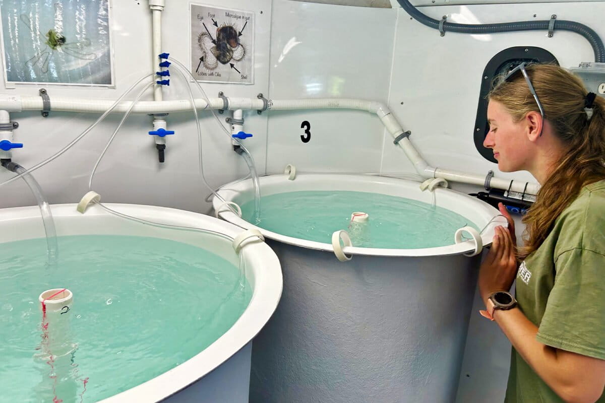 Een van de belangrijkste bijdragen van de mobiele laboratoria is volgens Megan Davis dat ze een educatieve mogelijkheid bieden om meer te leren over de levenscyclus van de koninginschelp, door personeel en bezoekers de mogelijkheid te bieden hun larvale stadia te observeren. Afbeelding met dank aan Megan Davis.