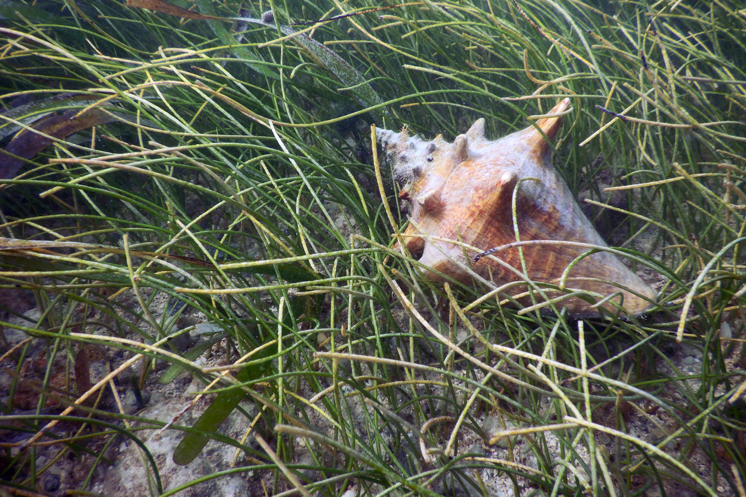 Koninginneschelp (Aliger gigas) in zeegras. Afbeelding door © Dr_Z via iNaturalist (CC BY-NC 4).