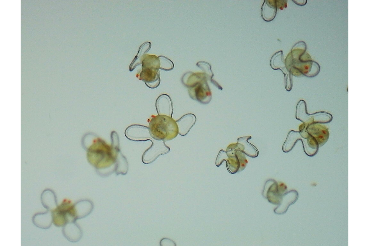 Als de koninginnenschelp acht tot tien dagen oud is, bevindt ze zich in de derde van vier stadia van de larvale veligerstaat. De vier lobben beginnen af ​​te vlakken en vormen er zes. Tegen die tijd is de veliger ongeveer 600 micrometer groot, ongeveer de grootte van een zandkorrel. Afbeelding met dank aan Megan Davis.