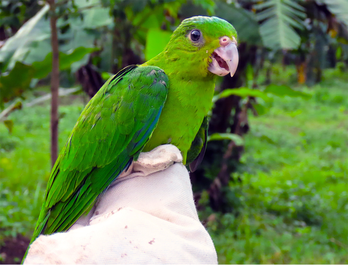 De turis, of Mindoro-racketstaart (Prioniturus mindorensis), biedt praktische begeleiding. 