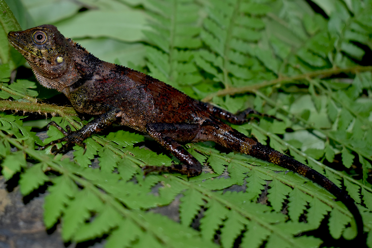   Mindoro boshagedis (Gonocephalus cf. semperi) 