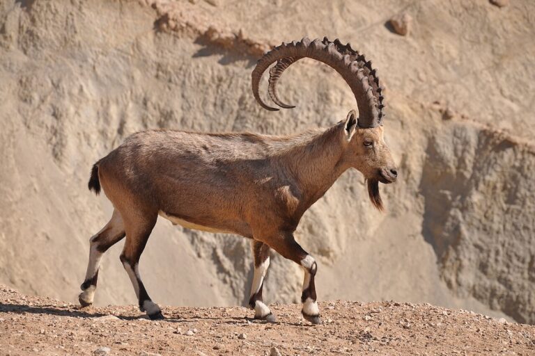 Dorre en woestijnachtige kustgebieden, zoals het Wadi Allaqi Biosfeerreservaat, bieden een leefgebied voor een verscheidenheid aan dieren in het wild, zoals de Nubische steenbok. Afbeelding met dank aan netzach farbiash/Pikiwikisrael via Wikimedia Commons.