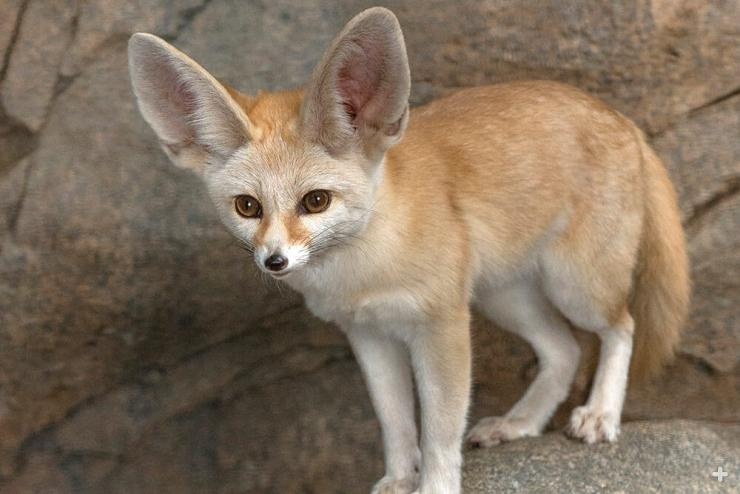 Wadi El-Rayan verbindt woestijn, water en leefgebieden voor wilde dieren zoals de fennecvos. Afbeelding met dank aan de dierentuin van San Diego.