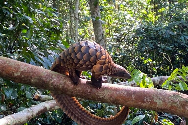 Een zwartbuikschubdier gered van stropers, vrijgelaten door het Sangha Pangolin Project in de Centraal-Afrikaanse Republiek. Afbeelding met dank aan Rod Cassidy via iNaturalist, CC BY-NC.