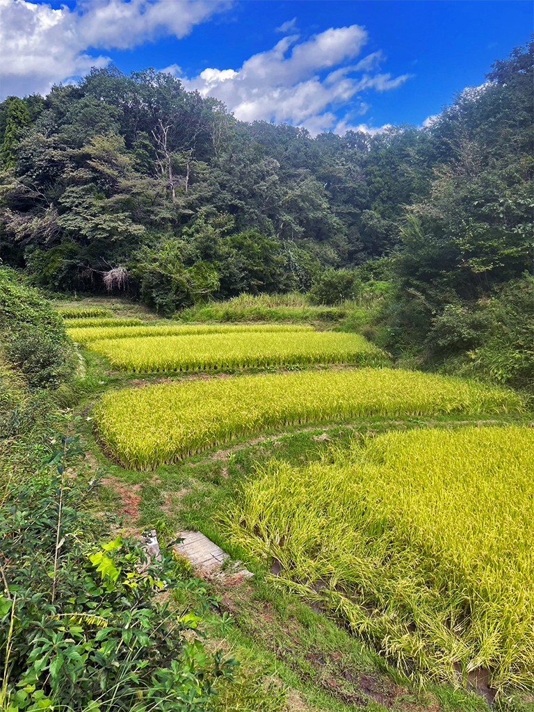 Satoyama-landschappen brengen menselijk gebruik, zoals kleinschalige landbouw, in evenwicht met natuurlijke ecosystemen. Afbeelding door Mikiko Sugiura.
