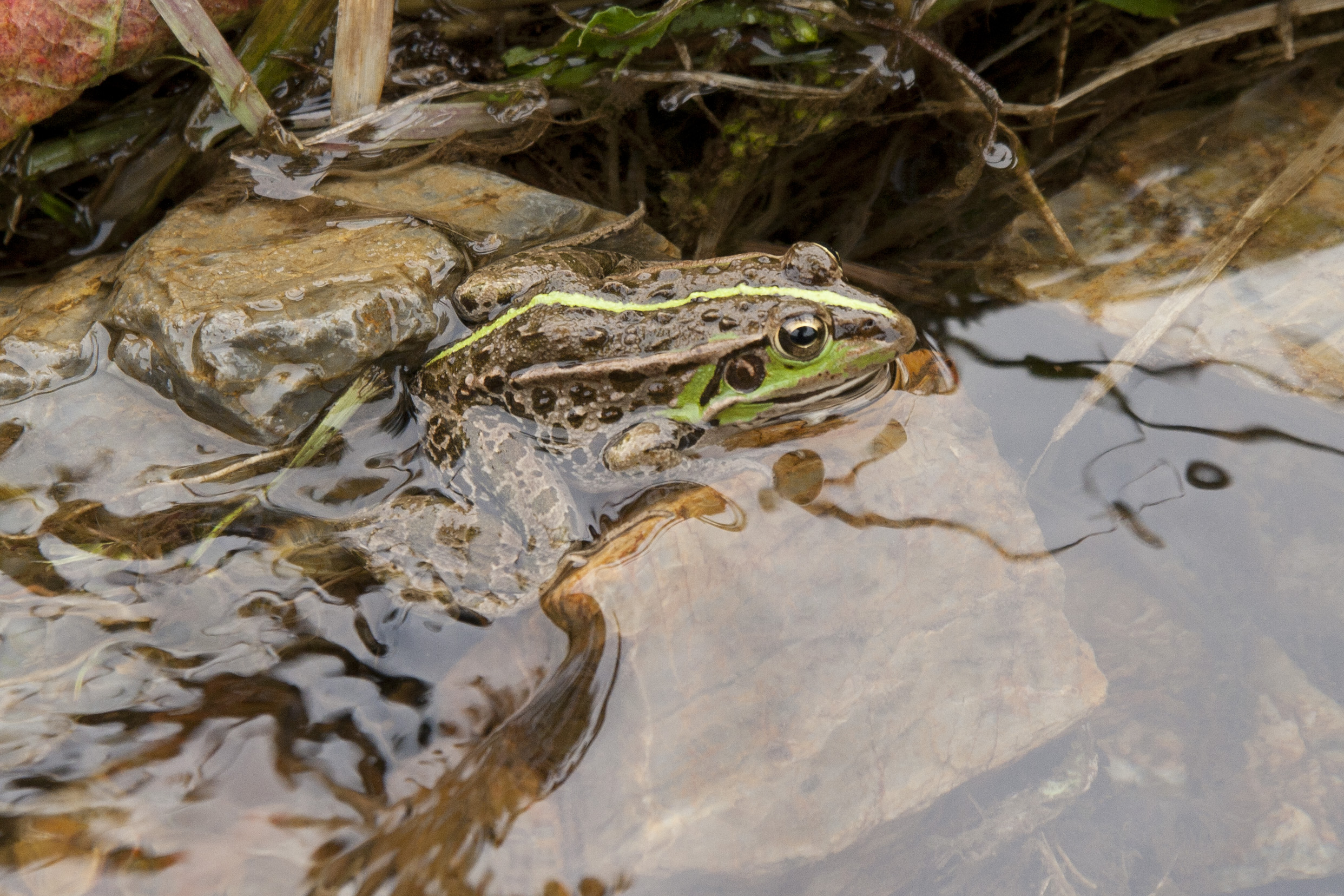 De Tokyo-ondersoort van de Daruma-vijverkikker (Pelophylax porosus porosus) 