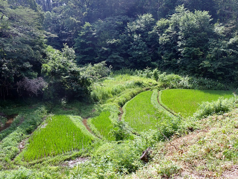 Een klein gecultiveerd gewasveld omgeven door bos in het historische milieu- en natuurbeschermingsgebied Zushi-Onoji. Afbeelding door Mikiko Sugiura.