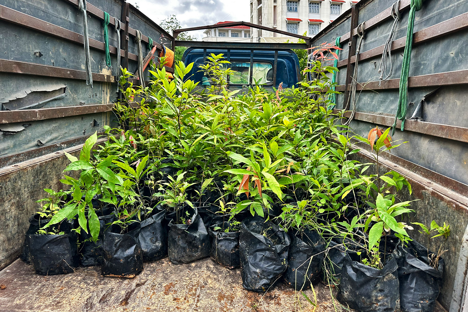 Eikenzaailingen gekweekt voor restauratie in Vietnam. De auteurs van een nieuw rapport roepen op tot grotere inspanningen voor natuurbehoud, gericht op eikensoorten in heel Azië. Afbeelding door Nguyen Van Ngoc.