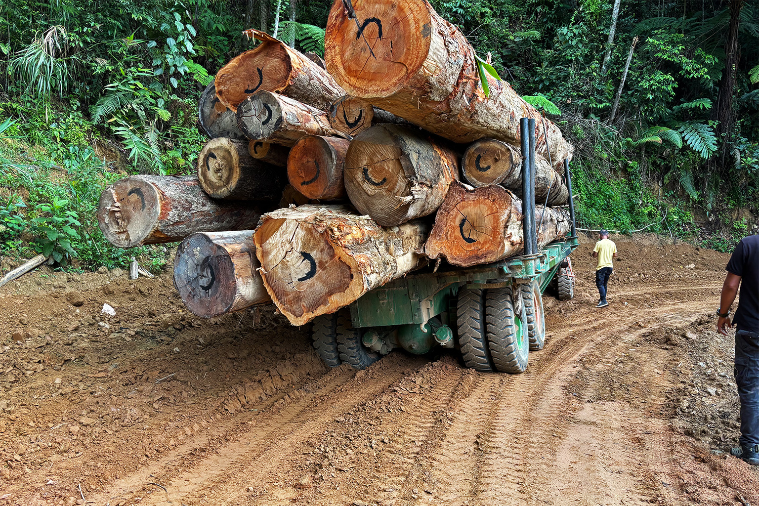 Een houtvrachtwagen in Maleisië. Veel eikenpopulaties in de regio hebben een beperkte dekking van beschermde gebieden en worden geconfronteerd met aanzienlijke bedreigingen door uitbreiding van de landbouw. Afbeelding door het Morton Arboretum.