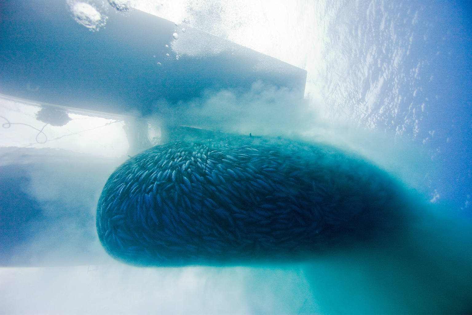 Een onderwateraanzicht van een lopende tonijnvisserij op tonijn, tussen een Filippijnse ringzegenvaartuig en een Filippijnse visvervoer/bevoorradingsboot. Afbeelding door © Alex Hofford / Greenpeace.