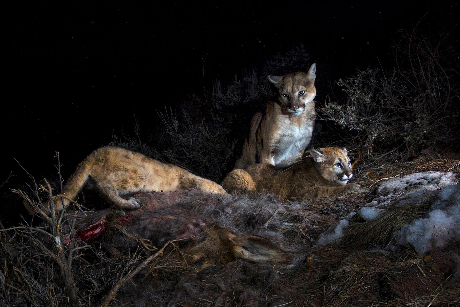 Een externe camera legt een poema en haar twee kittens vast die zich voeden met het karkas van een hert, een van de belangrijkste prooien van de kat. Afbeelding door Steve Winter/Big Cat Voices.