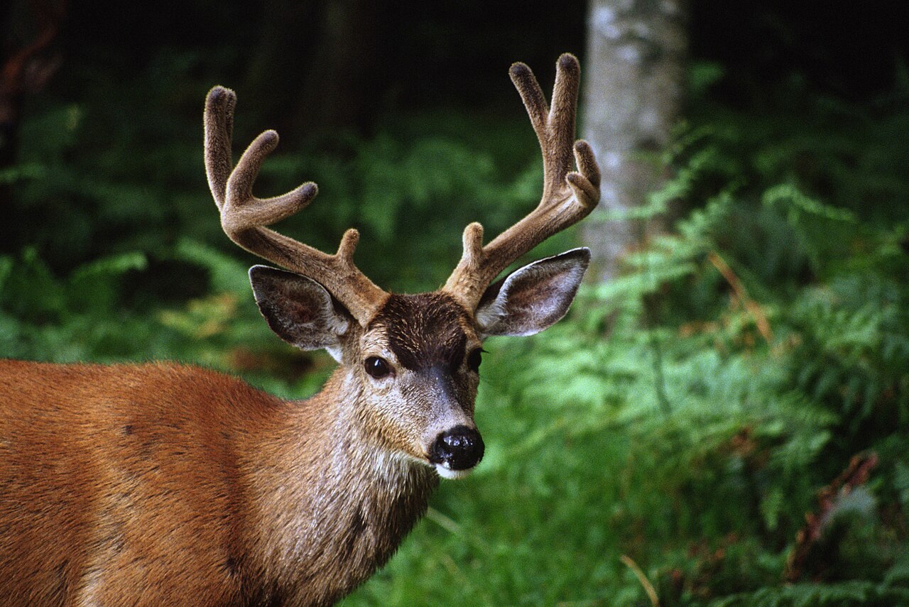 In de VS kosten botsingen met herten (en in mindere mate elanden) elk jaar ongeveer $10 miljard aan medische kosten en materiële schade. Afbeelding door Joe Pontecorvo.