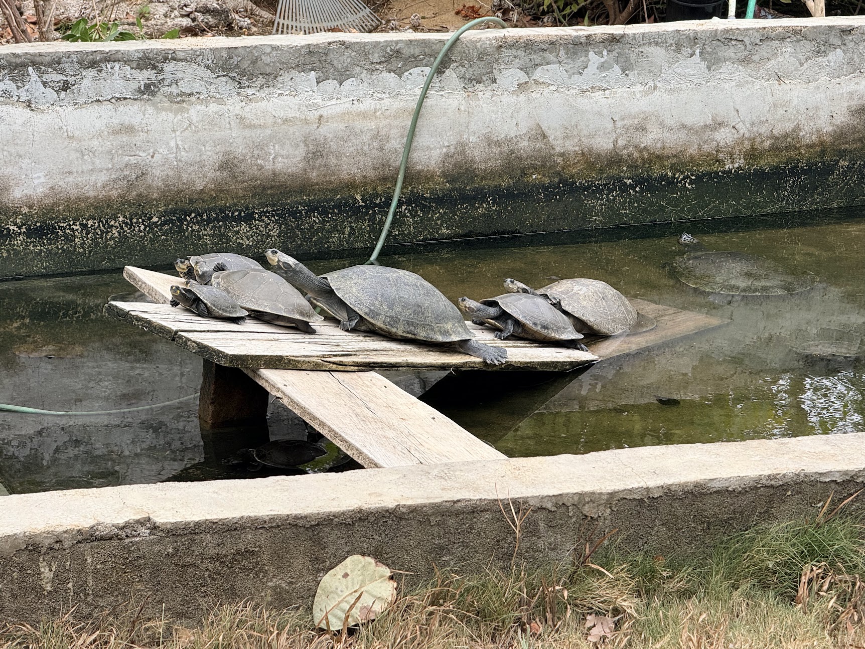 Schildpadden in het herstelprogramma voor zoetwaterschildpadden in Guyana