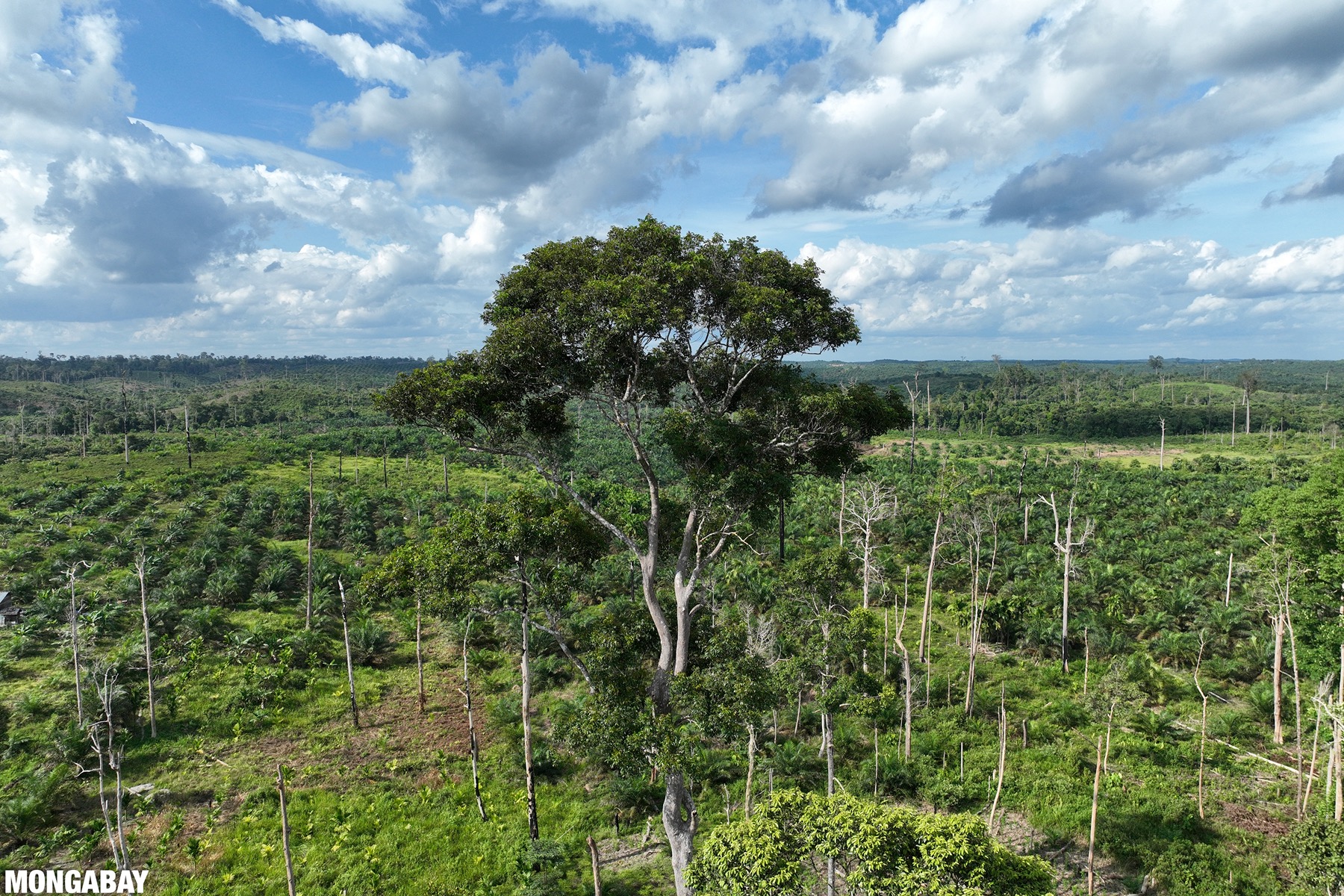 Ontbossing voor een oliepalmplantage op Sumatra