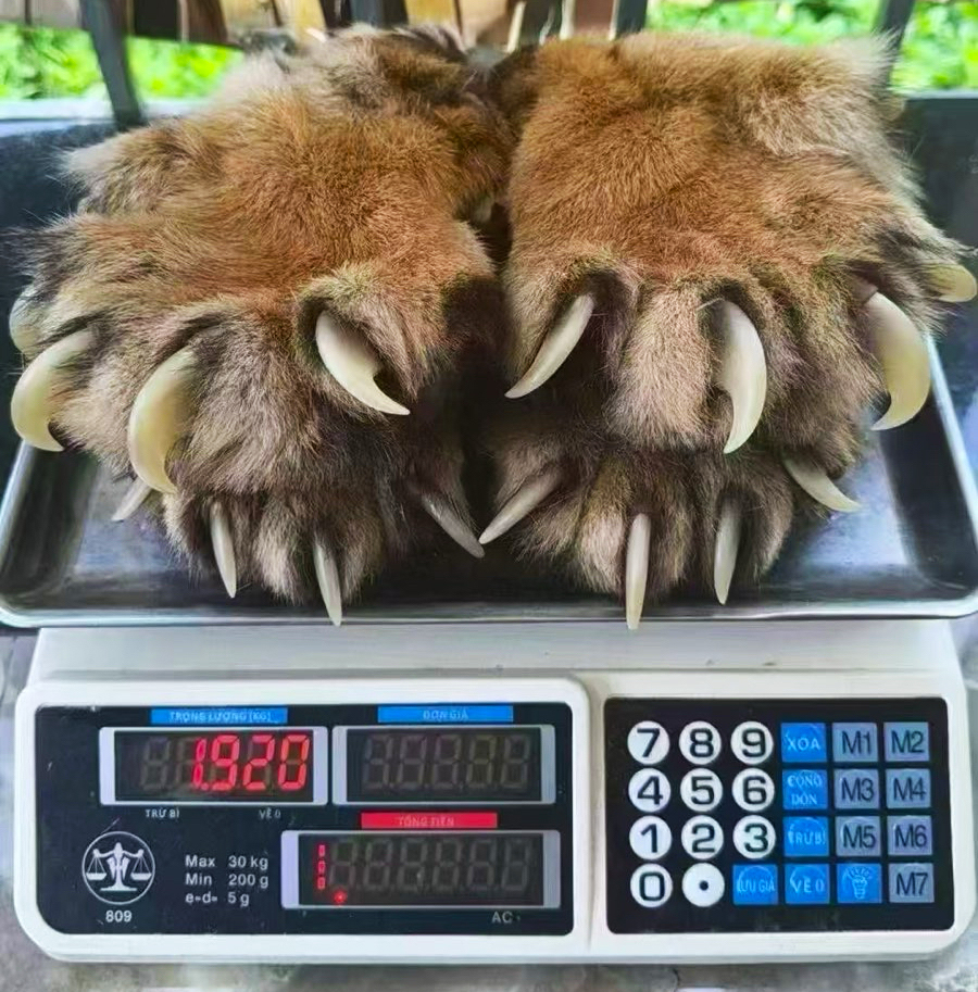 Tijgerpoten te koop aangeboden door handelaren in wilde dieren in Cambodja. Afbeelding met dank aan Earth League International.