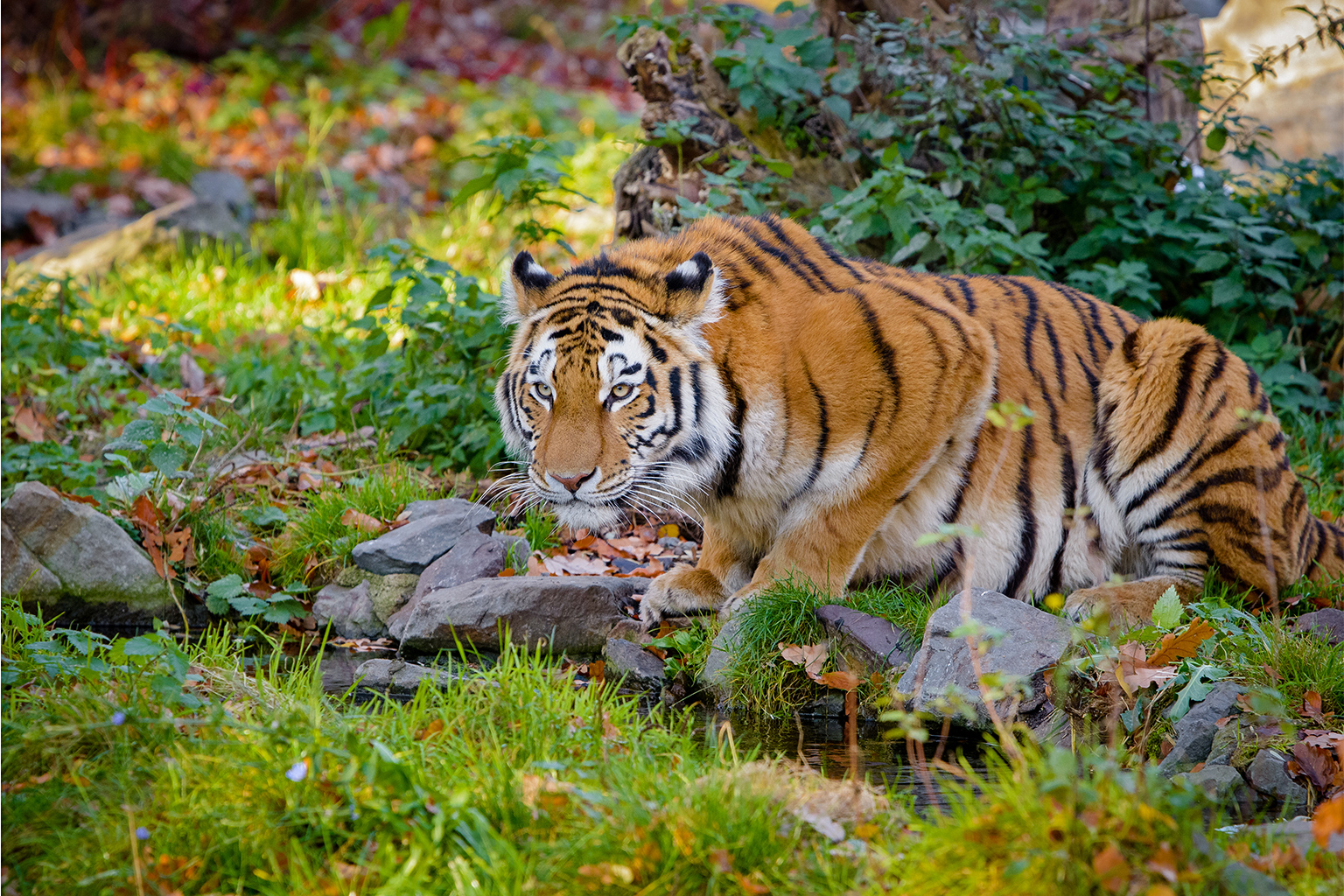 Een Siberische tijger