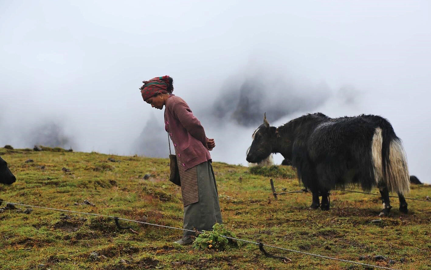 Een jakweide in het Lungbasamba-landschap. Afbeelding met dank aan Chyamtang-Kathmandu Welfare Society.