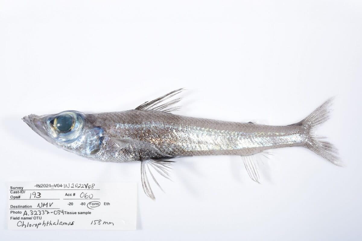 Een nieuwe vissoort (Chlorophthalmus) gevangen nabij de onderzeese berg Green Eye tijdens de tweede expeditie.