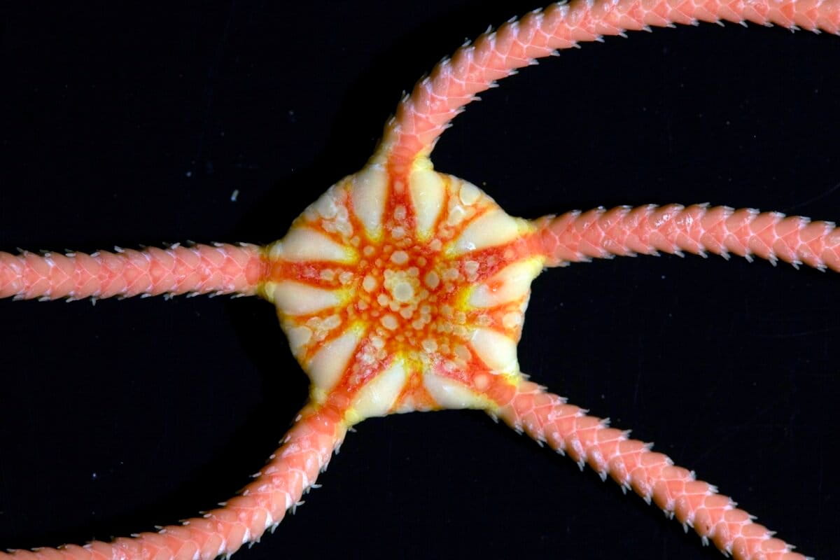 Close-updetail van een Ophiuroid slangster verzameld op Muirfield Seamount, ten zuidwesten van de Cocoseilanden (Keeling).
