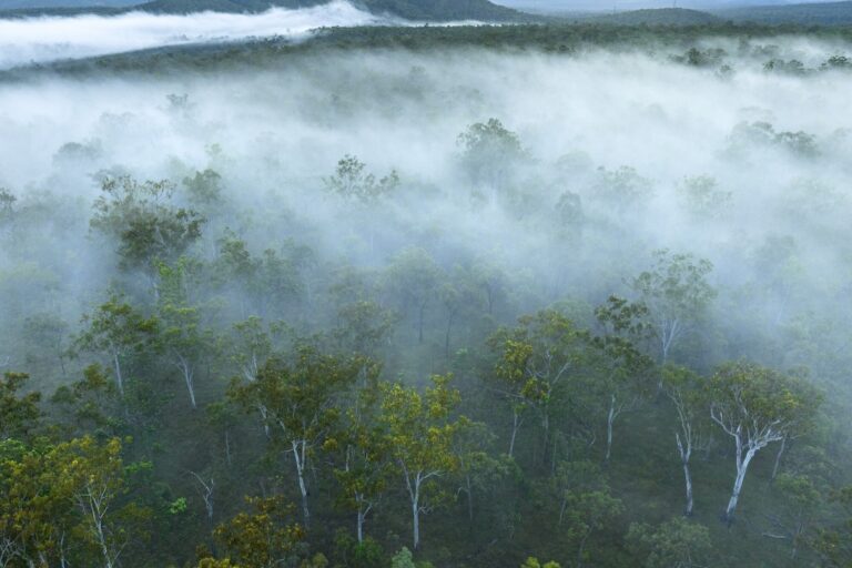 Bluff State Forest in Queensland, Australië. Afbeelding met dank aan Kerry Trapnell.