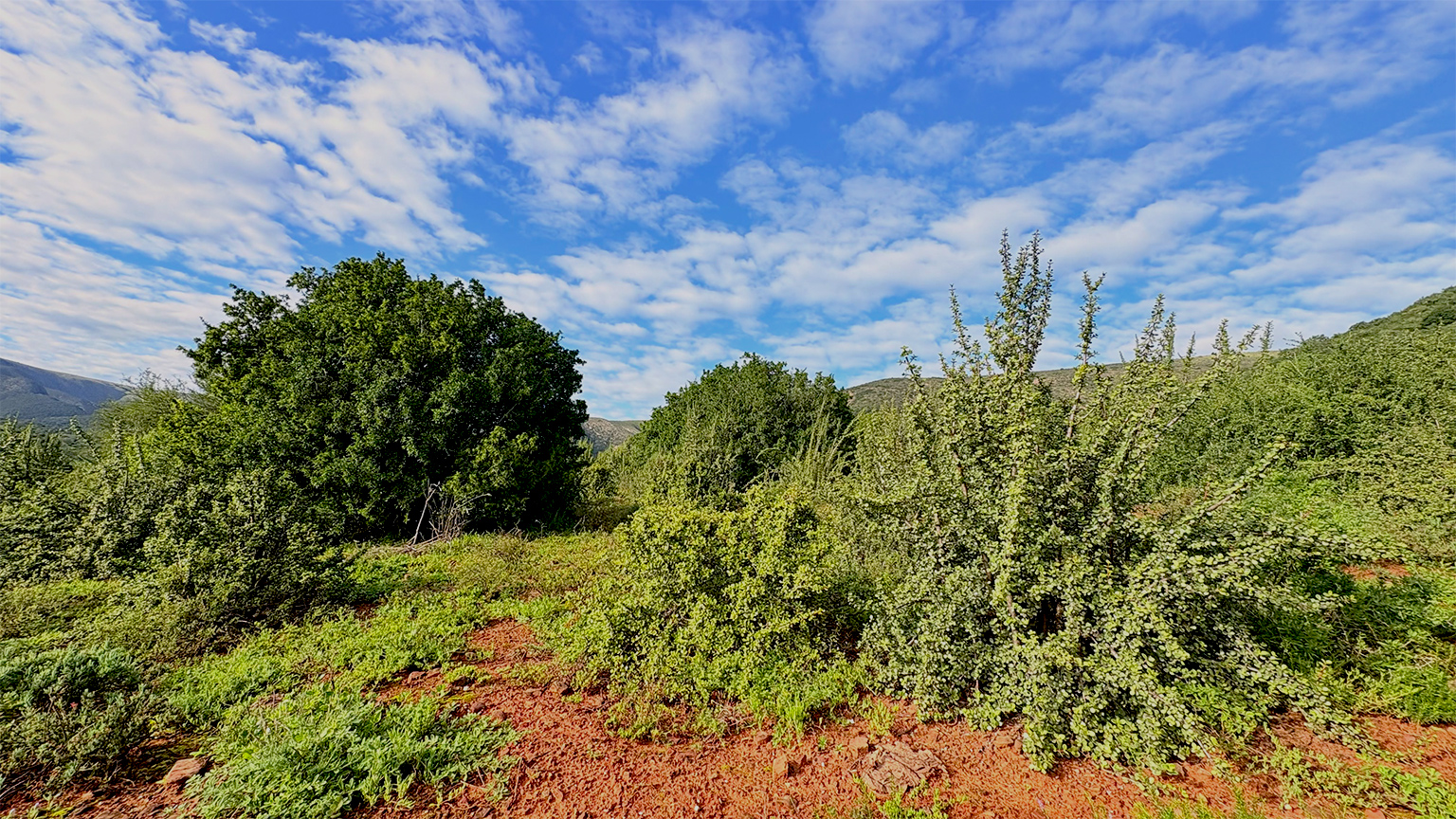 Deze twintig jaar oude spekboomstruiken zijn geplant op een plek die bekend staat als Cambria, aan de rand van de Baviaanskloof, die op de werelderfgoedlijst van UNESCO staat