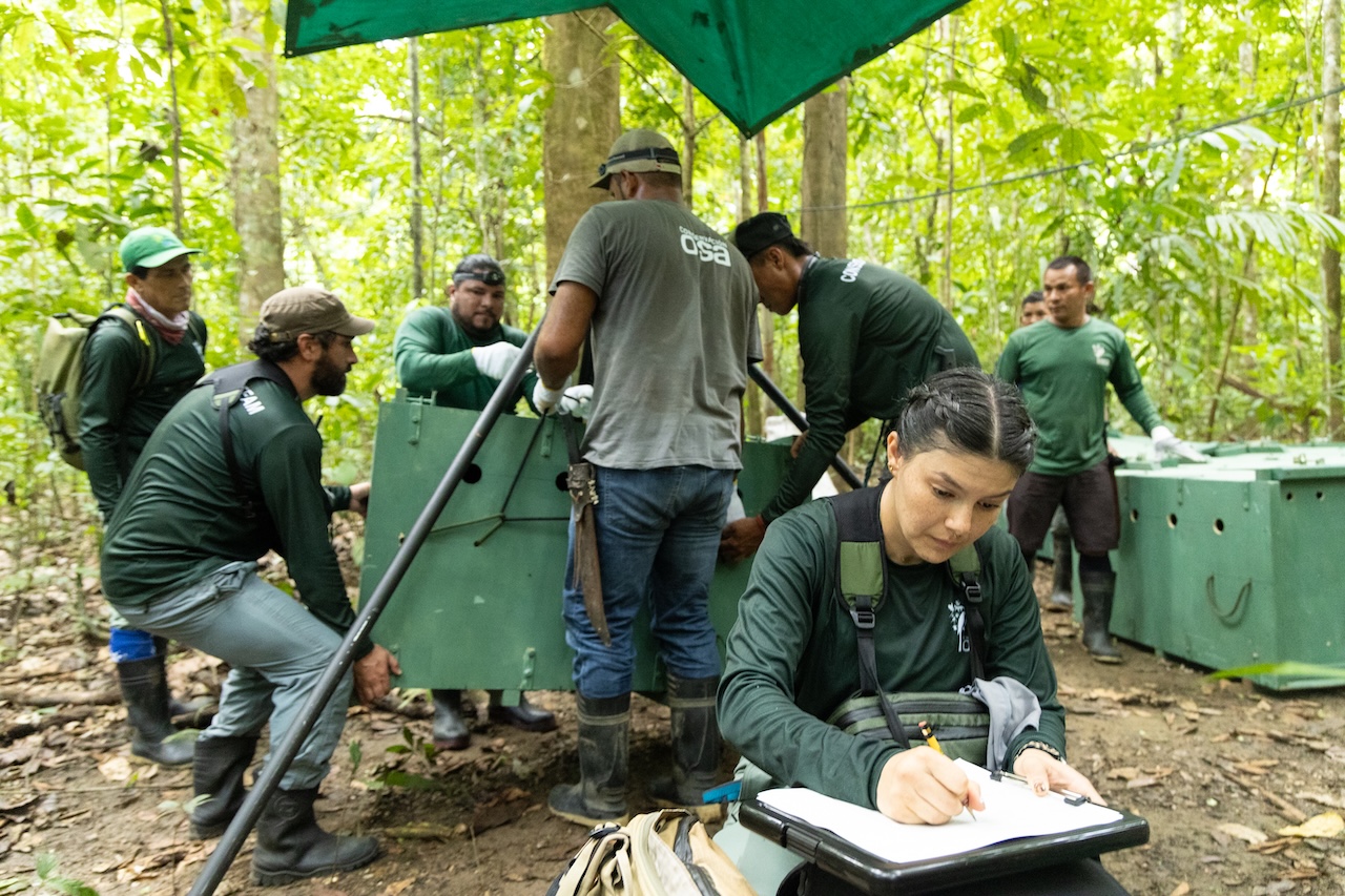Dennise Ortiz, Costa Ricaanse natuurdierenarts, organiseert de medische dossiers van witlippekari's tijdens translocatie op de Osa Conservation Campus. Foto door Ian Rock.