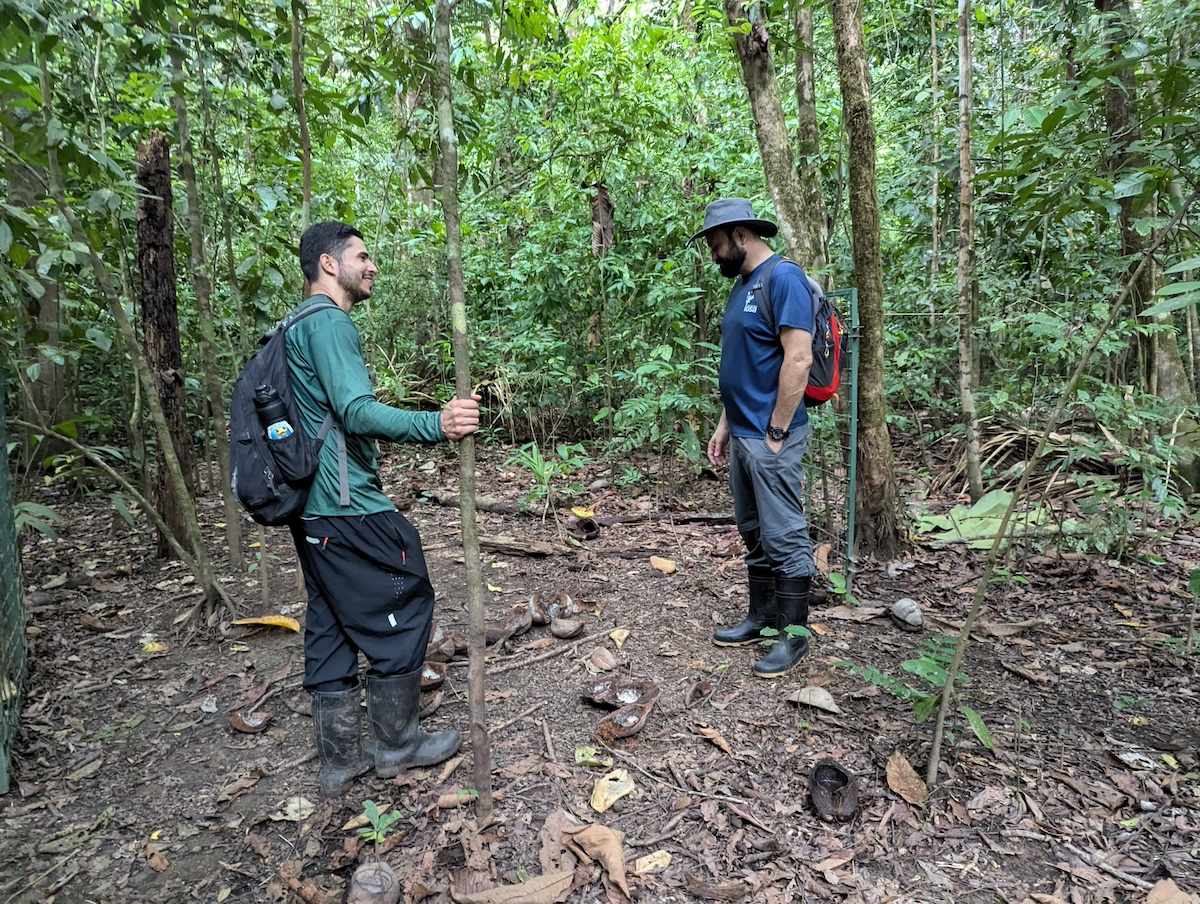 Guido-Allan: Rewilding-manager Guido Saborio en rewilding-veldbioloog Allan Brenes controleren in 2025 een gebied op het schiereiland Osa waar het team witlippekari's heeft gevangen voor translocatie naar het Piedras Blancas National Park. Om de pekari's te vangen, liet het team ze wennen aan het gebied door ze te lokken met hoogwaardig voedsel en de vangpen langzaam, stukje bij beetje, in de loop van vele maanden op te bouwen. Afbeelding door Morgan Erickson-Davis/Mongabay.