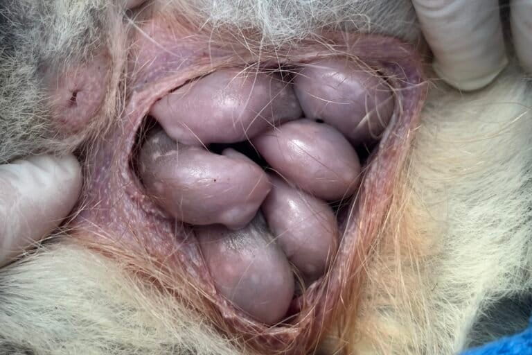Een vrijgelaten vrouwelijke oostelijke quoll heeft zes joeys in haar buidel, waarbij zich rond de leeftijd van vijf weken witte vlekken beginnen te vormen. Afbeelding met dank aan David Hamilton/Tasmanian Land Conservancy.