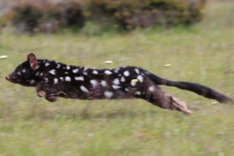 Een zwartbruine oostelijke quoll met witte vlekken in het natuurgebied Silver Plains in december 2020.