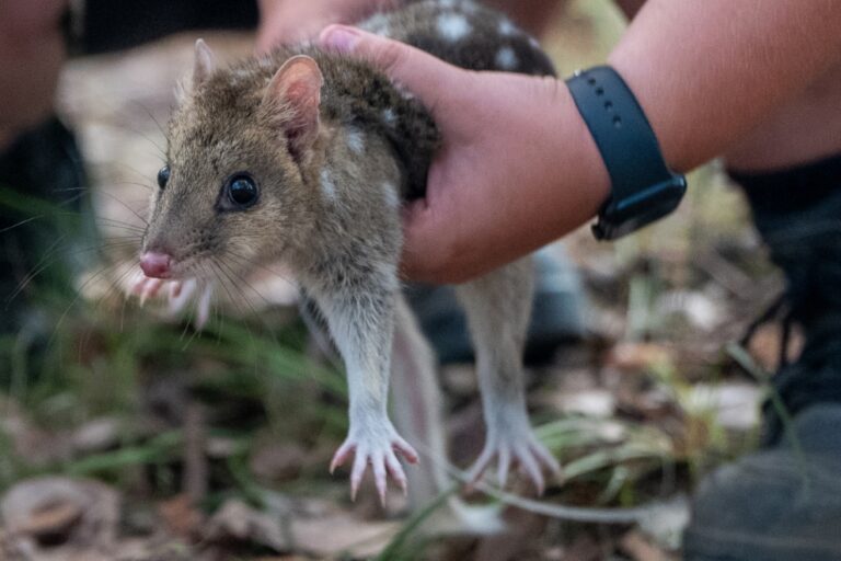 Een oostelijke quoll uitgebracht door het Sydney Zoo-team in januari 2026.