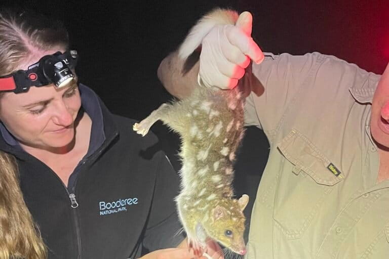 Het vrijlaten van een in gevangenschap gefokte oostelijke quoll in het Booderee National Park, Australië.