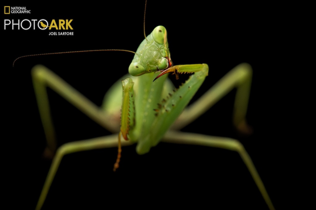 Een springbokbidsprinkhaan, Miomantis caffra, in de dierentuin van Auckland. Foto door Joel Sartore National Geographic Photo Ark.