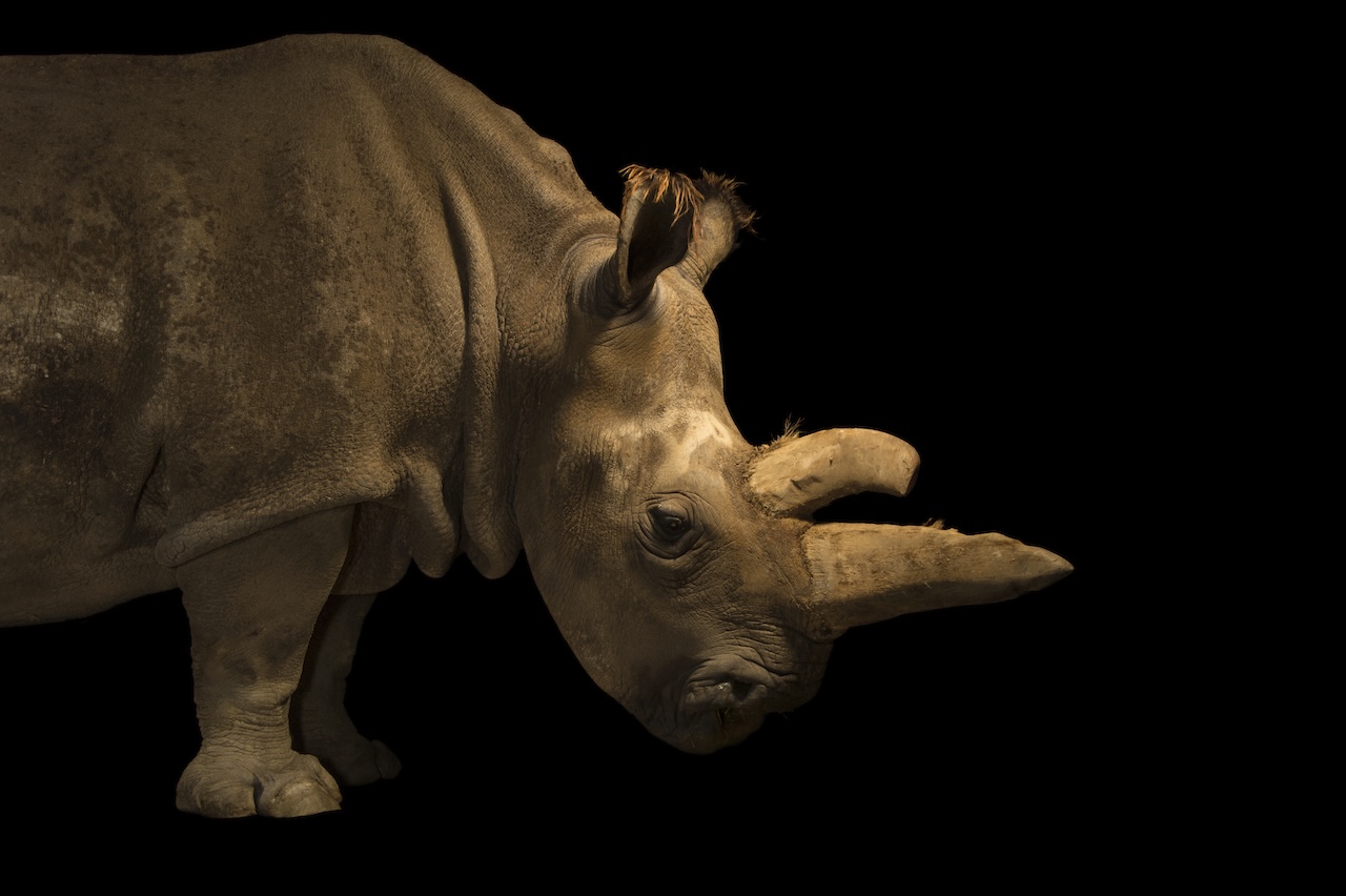 Nabire, een noordelijke witte neushoorn, Ceratotherium simum Cottoni, was een van de laatste vijf noordelijke witte neushoorns die nog op aarde achterbleven. Ze stierf op maandag 27 juli 2015, slechts een week nadat deze foto werd genomen in de Dvur Kralove Zoo. Foto door Joel Sartore voor National Geographic Photo Ark