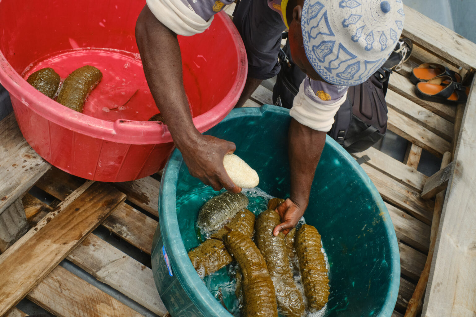 Zeekomkommers worden gesorteerd voor de kust van het Mafia-eiland in Tanzania. Afbeelding door Ashoka Mukpo voor Mongabay.